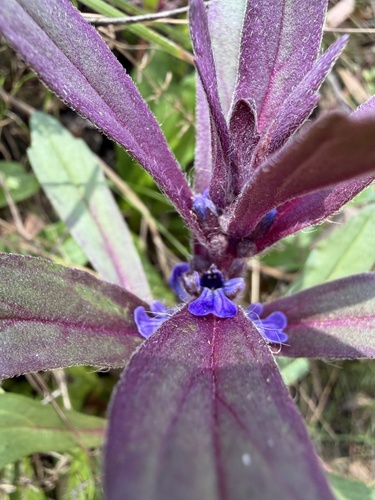 Ajuga australis observed 2026-10-24