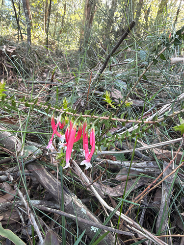 Epacris longiflora, 2026-10-20