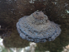 Phellinus chrysoloma