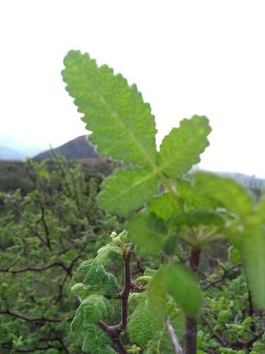 Bursera heliae Rzed. & Calderón 2