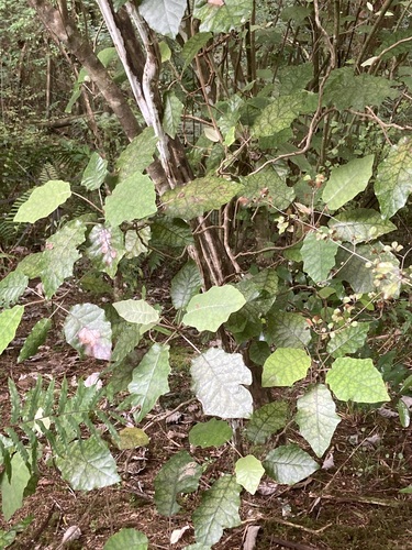 Brachyglottis repanda, 2026-10-25