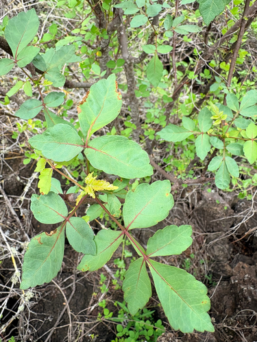 Bursera graveolens observed 2026-10-25