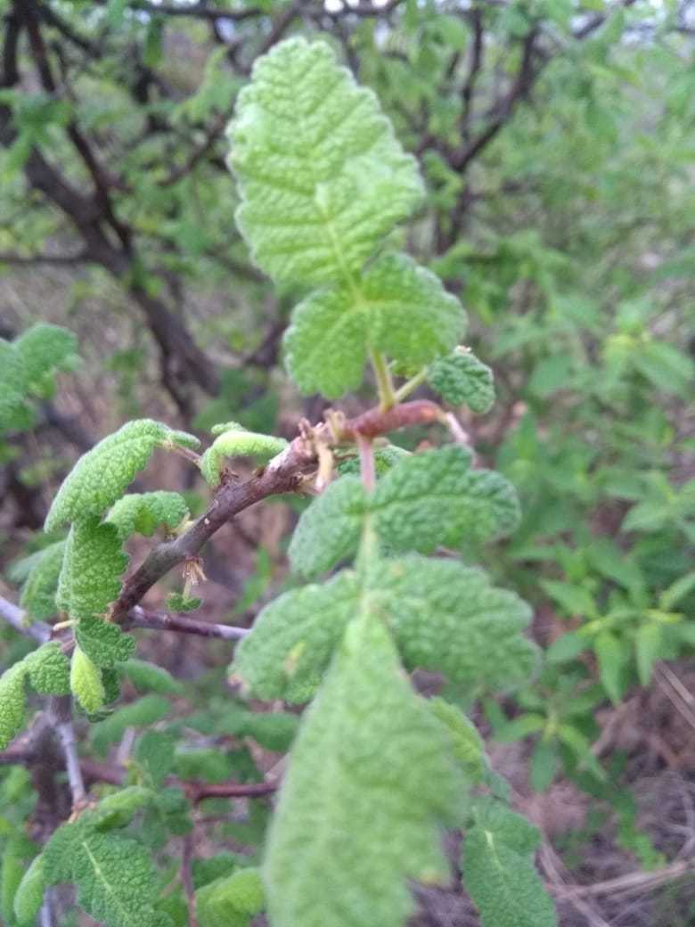 Bursera heliae