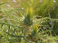 Cynara cardunculus cardunculus