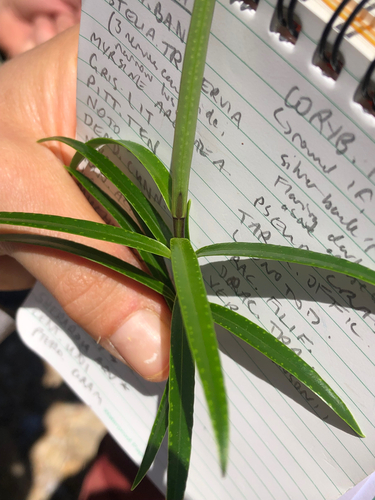 Veronica macrocarpa observed 2026-10-25