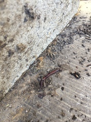 Lumbricus terrestris