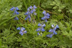 Lupinus subcarnosus