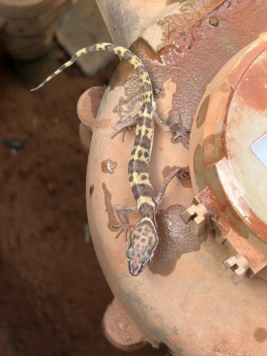 Coleonyx variegatus observed 2026-10-24