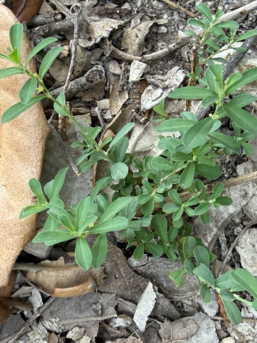 Smartweed Leafflower