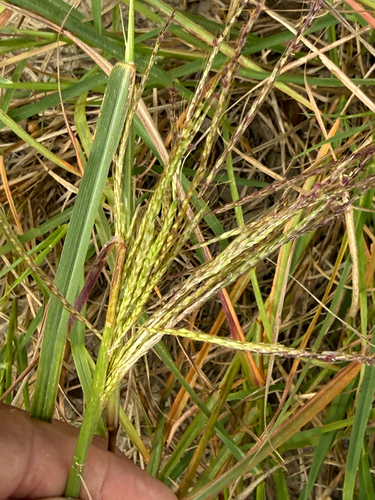 Bothriochloa bladhii observed 2026-10-25