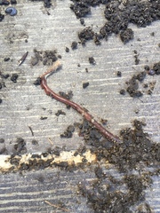 Lumbricus terrestris