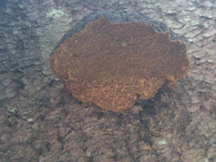 Phellinus chrysoloma
