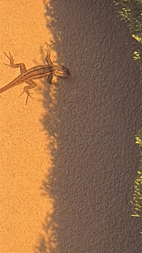 Southwestern Fence Lizard