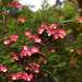 Grevillea rosmarinifolia glabella - Photo (c) gmgoods, μερικά δικαιώματα διατηρούνται (CC BY), uploaded by gmgoods