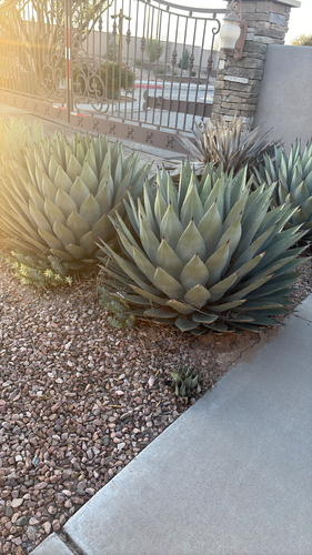 Parry's agave