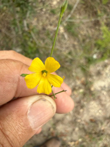 Rock Flax