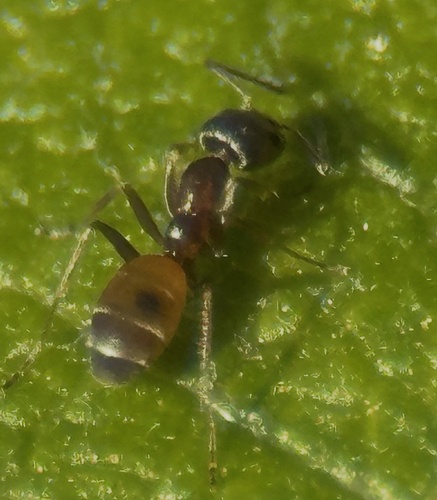 High Noon Ant
