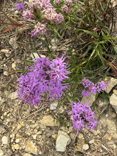 Liatris punctata observed 2026-10-25