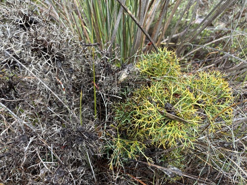 Isopogon ceratophyllus, 2026-10-25
