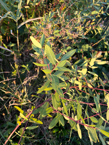 Apocynum cannabinum observed 2026-10-23