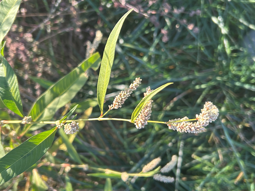 Xanthophyllum observed 2026-10-25