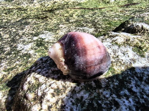 Acanthina monodon observed 2026-10-24