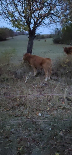 Bos taurus observed 2026-10-25