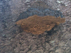 Phellinus chrysoloma