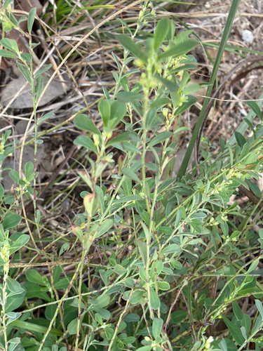 Smartweed Leafflower