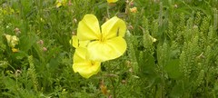 Oenothera triloba