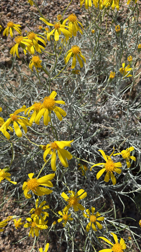 threadleaf groundsel