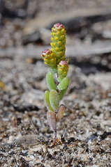 Gnephosis drummondii