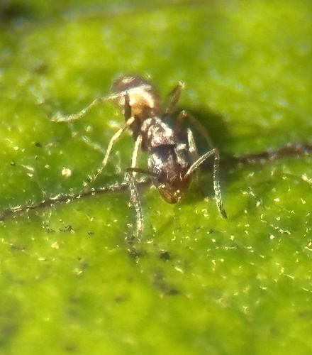 High Noon Ant