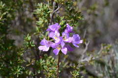 Euphrasia collina tetragona