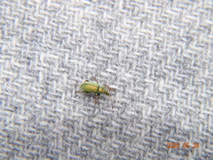 Phyllobius betulinus