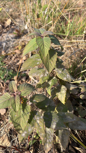 Monarda fistulosa observed 2026-10-25