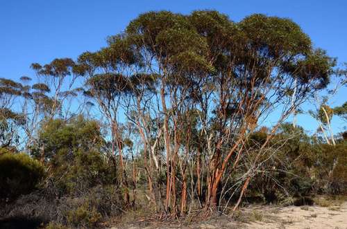 Eucalyptus wimmerensis, photograph 3