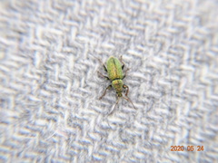 Phyllobius betulinus