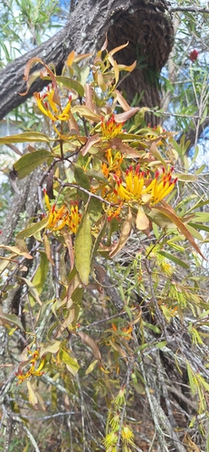 Dendrophthoe observed 2026-10-21