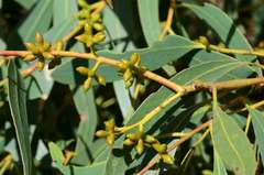 Eucalyptus viminalis cygnetensis