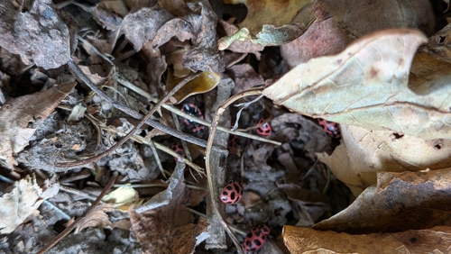 Spotted Pink Lady Beetle