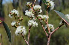 Eucalyptus arenacea