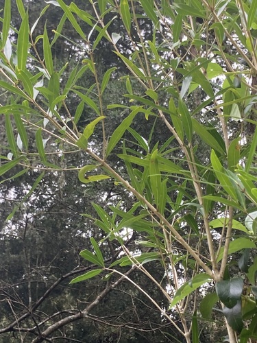 Nestegis lanceolata observed 2026-10-25