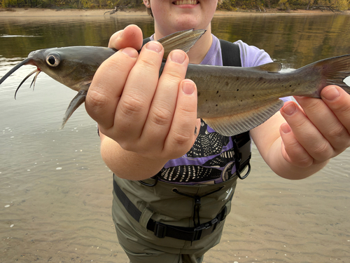 Channel Catfish