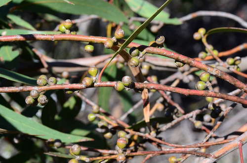 Western Scentbark (Eucalyptus sabulosa)
