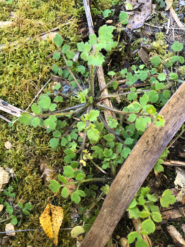 Ranunculus reflexus observed 2026-10-25