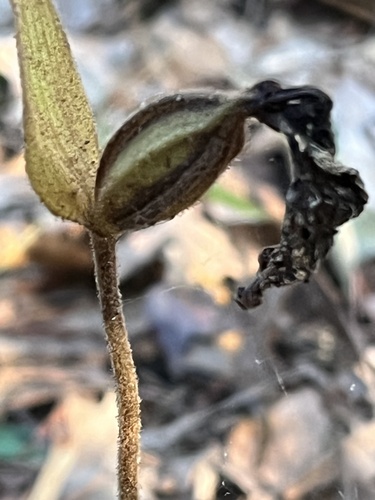 Cypripedium acaule, 2026-10-25