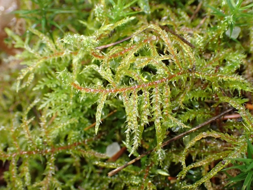 Rhytidiadelphus subpinnatus observed 2026-10-24