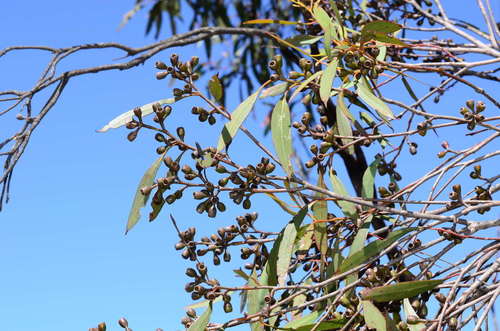Eucalyptus wimmerensis, photograph 2