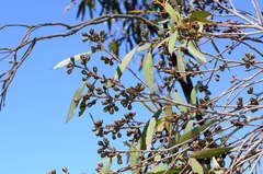 Eucalyptus walshii